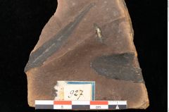 Foto (Detailsansicht) von Quercus palaeoilex Ettingshausen (NHMW-GEO-2024-0188-0927)